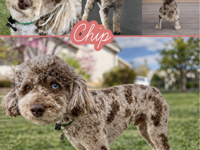 Chip- RARE CHOCOLATE MERLE TOY POODLE STUD
