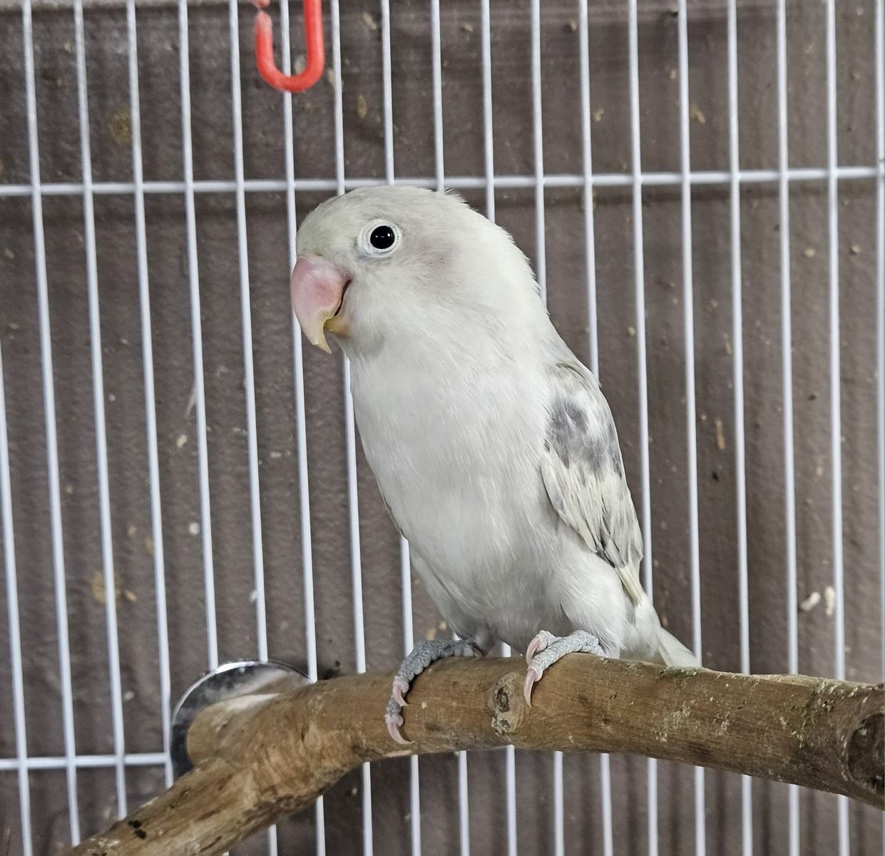 Beautiful Semi-tame Lovebird