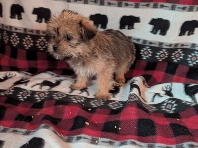 Super Cute Shorkies Puppies! Shih Tzu Yorkie