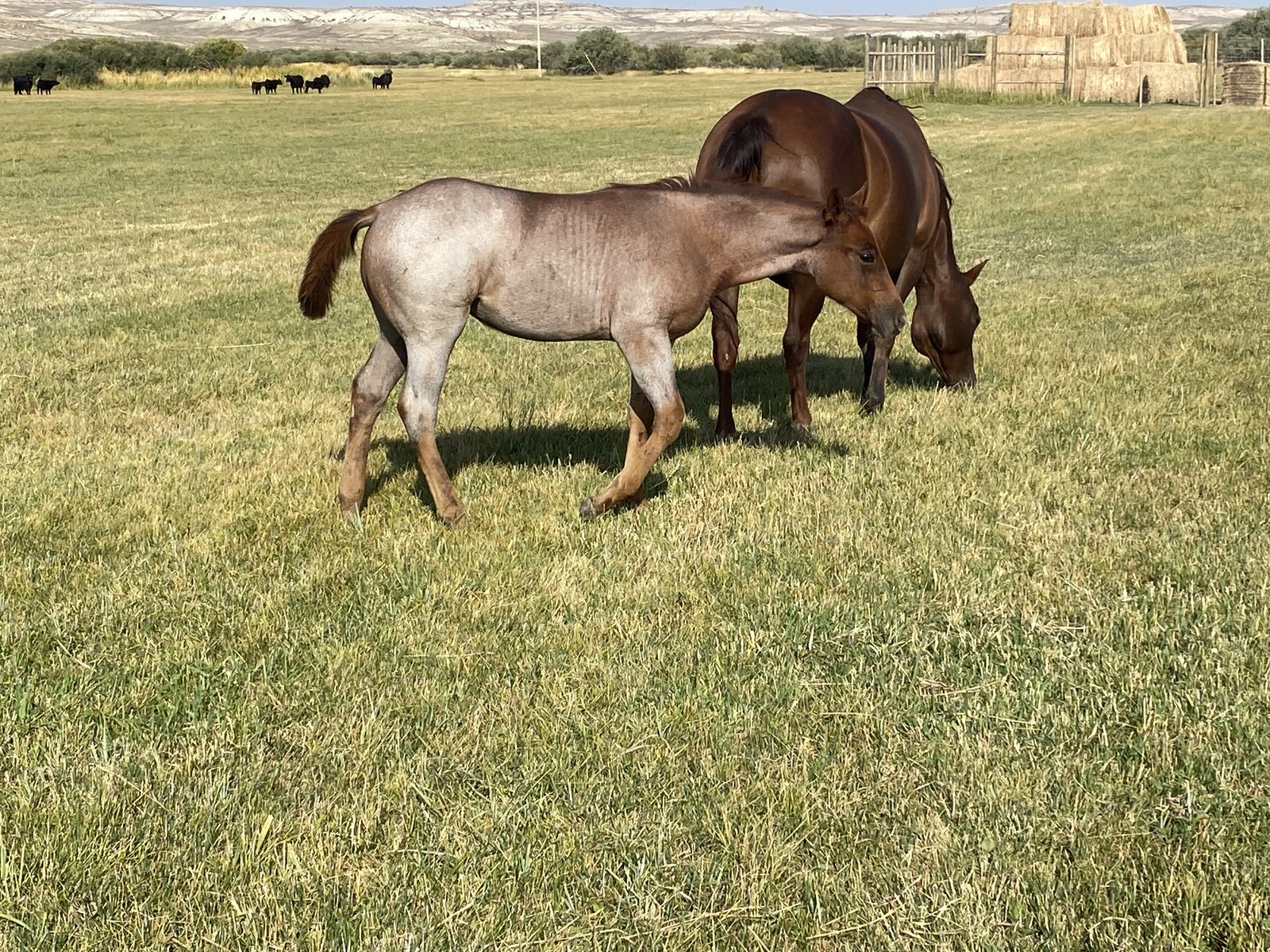2025 AQHA Filly
