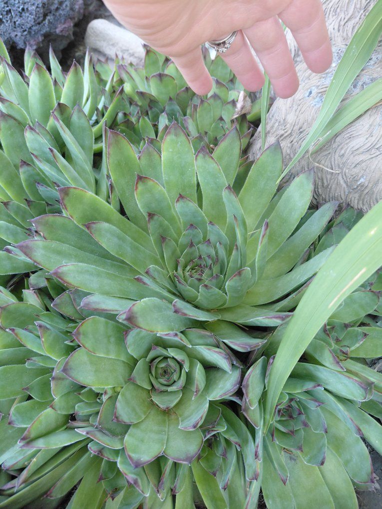 Main image 2