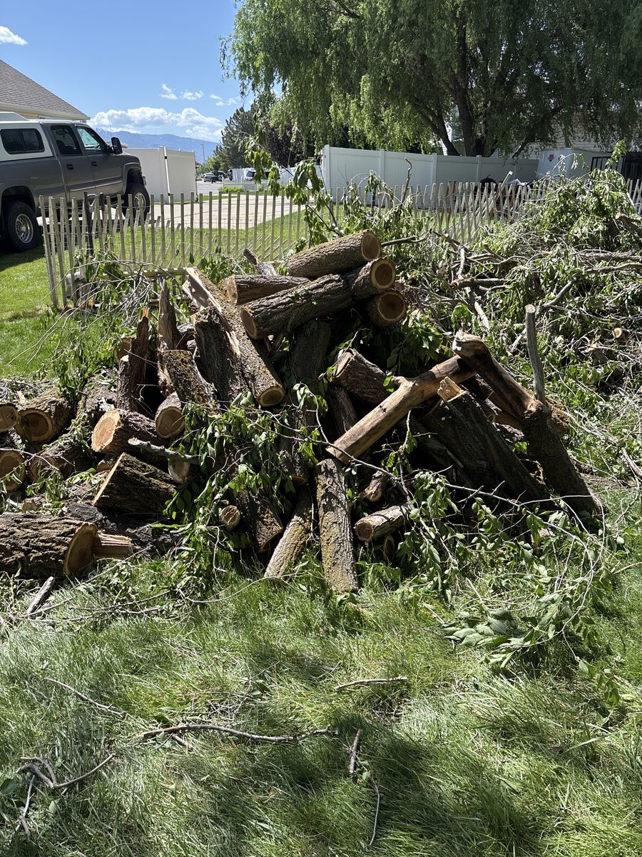 Freshly Cut Firewood/Wood for Projects - Various Sizes