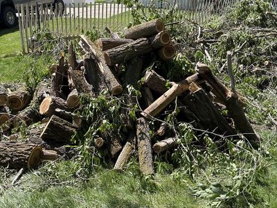 Freshly Cut Firewood/Wood for Projects - Various Sizes