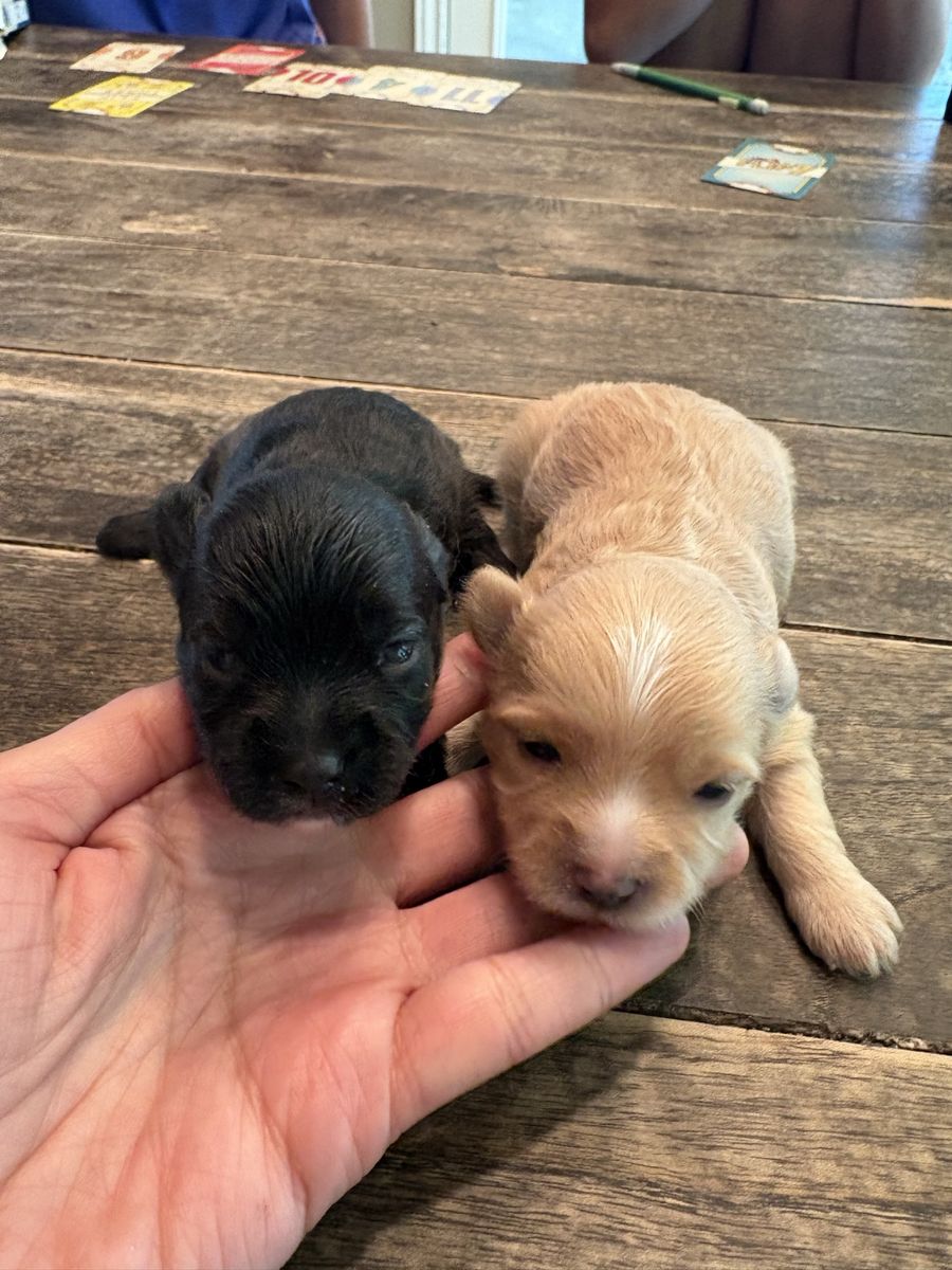 Teacup  Yorkie puppies