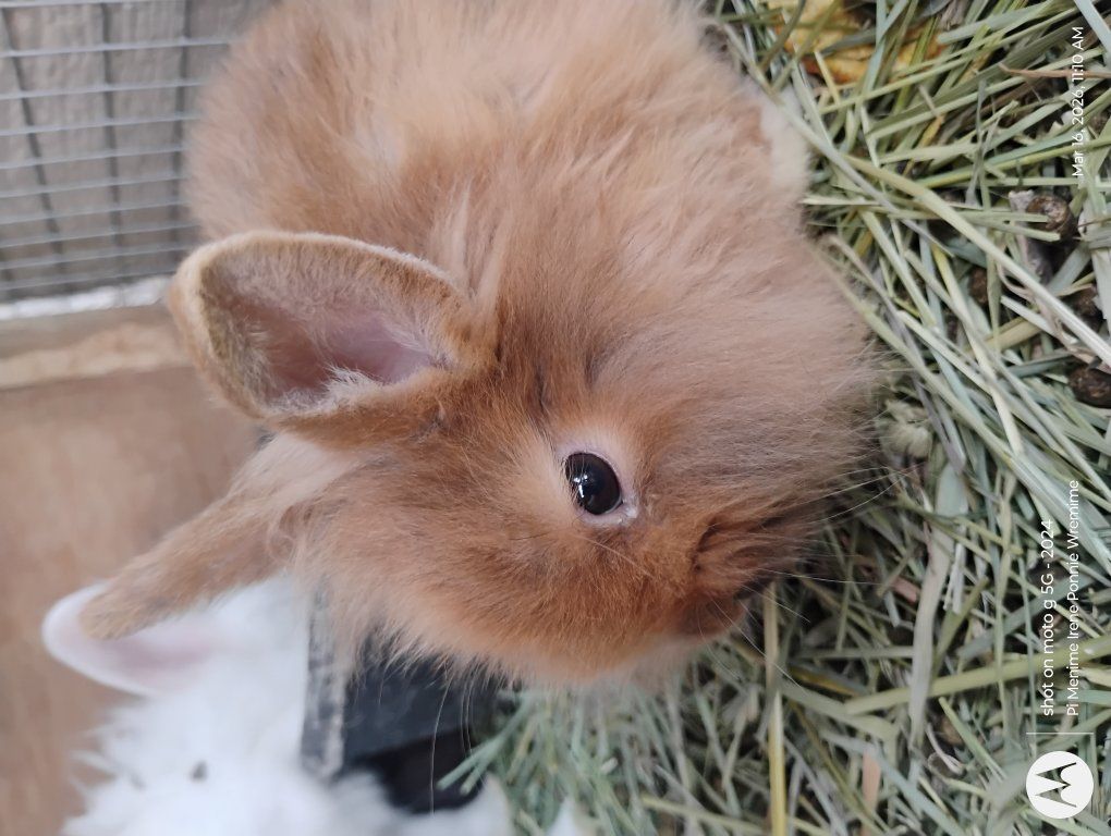 Orange Shadow Cottontailè $36