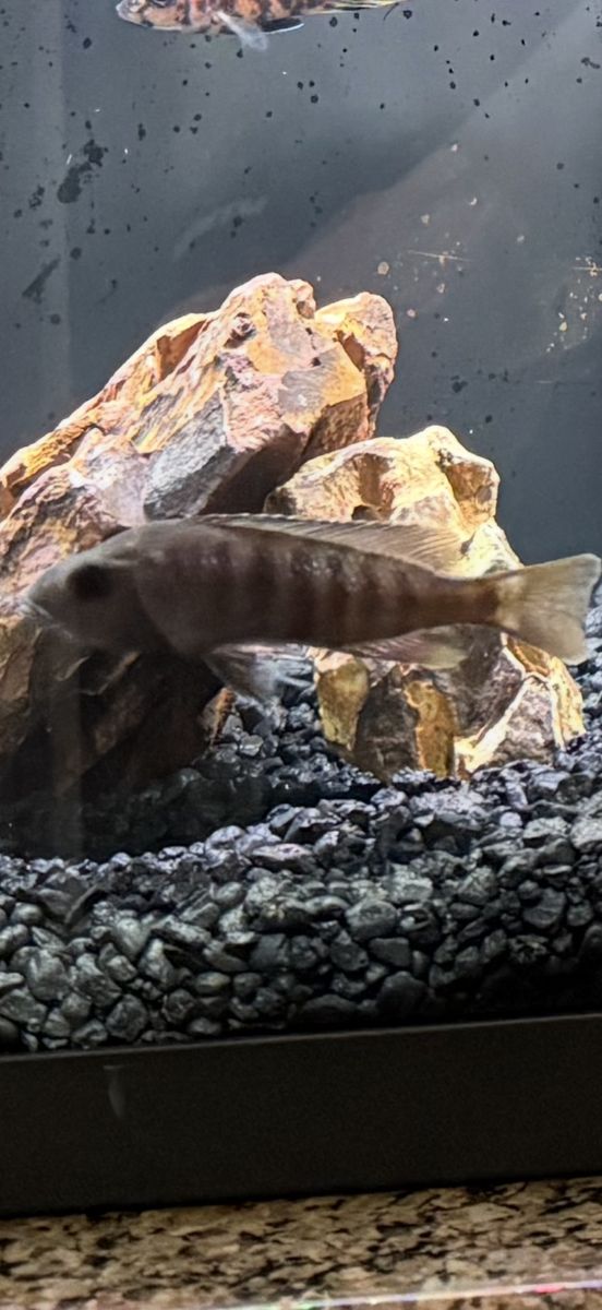 Female Ahli Cichlid