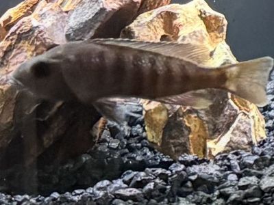 Female Ahli Cichlid