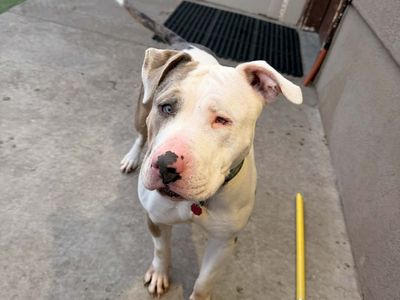 Beautiful Pitbull Terrier
