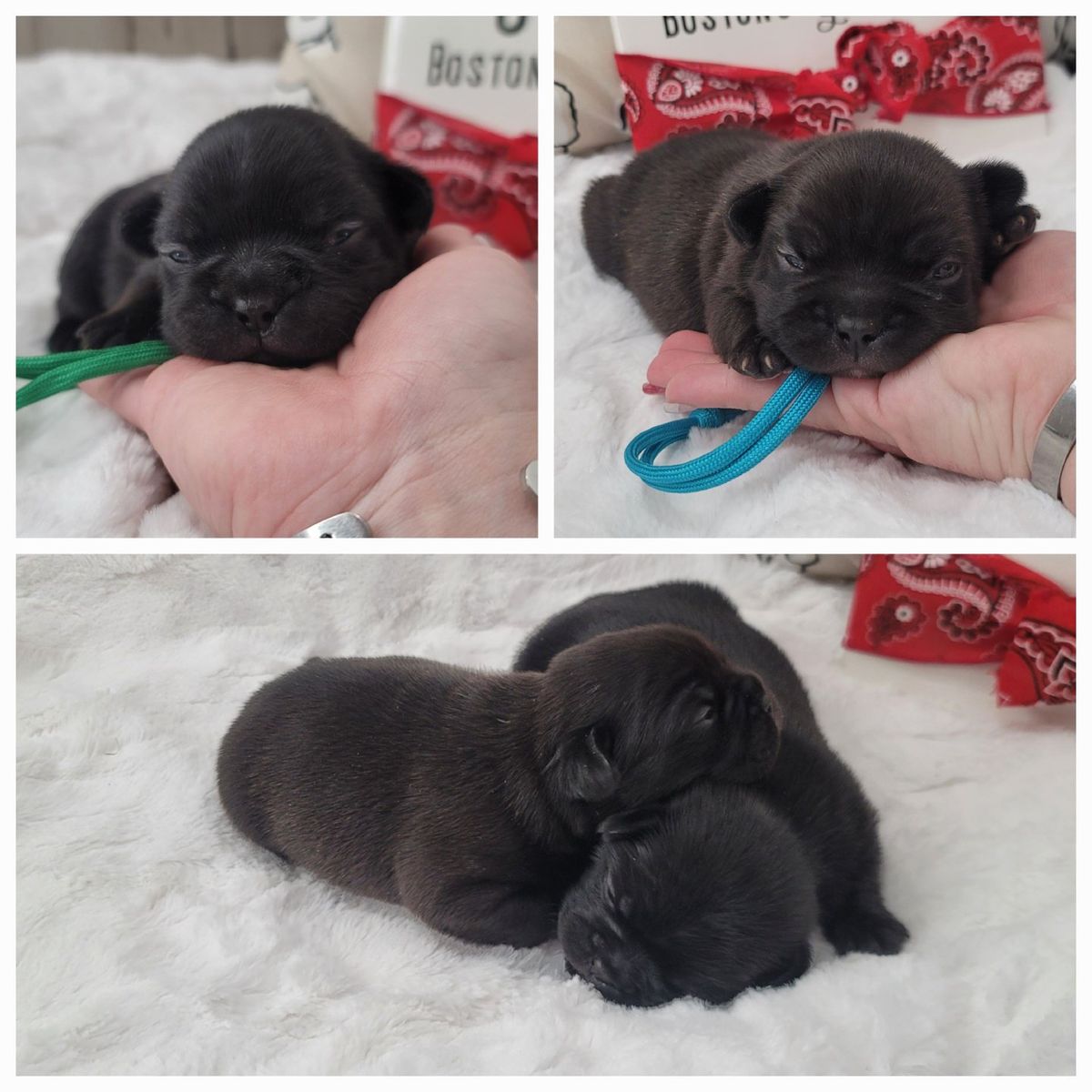 French Bulldog /  Boston Terrier cross Frenchtons