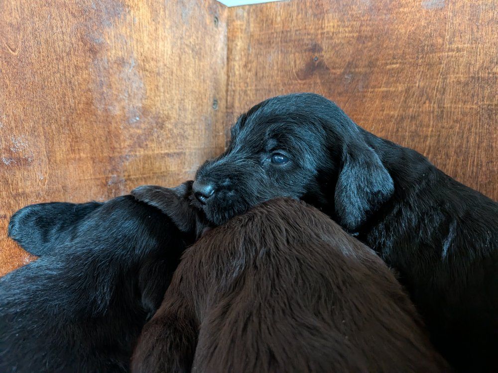 German Wirehair Pointer/Standard Poodle pups