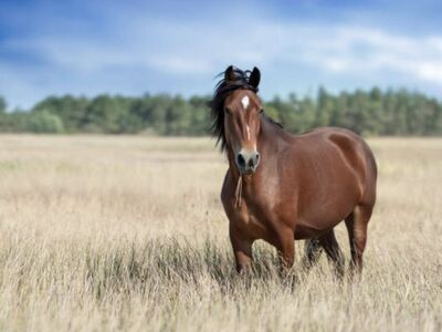 ISO--Young Sound Horse