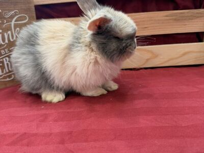 Pedigreed Holland Lop