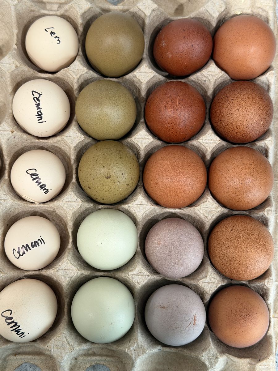 2 Dozen Rainbow Hatching Eggs