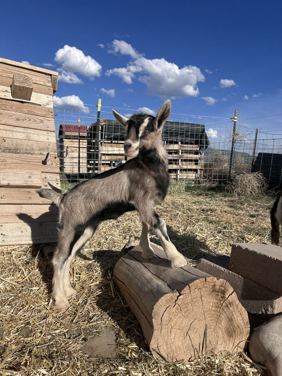 DOELING Available - for milk or pack goat breeding