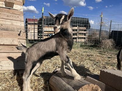 DOELING Available - for milk or pack goat breeding