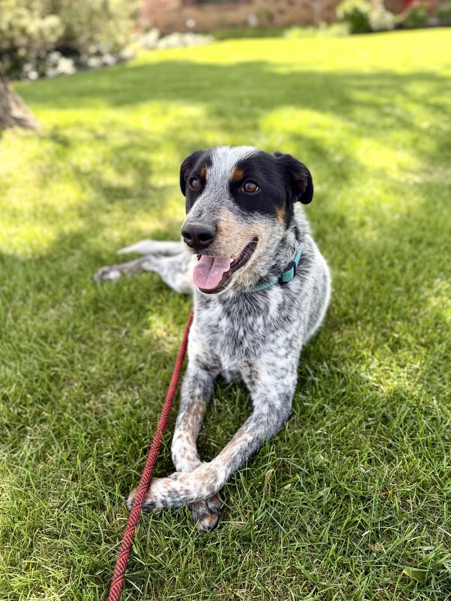 Adopt Bandit!