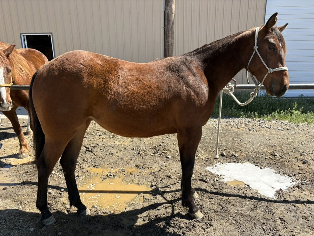 2 Year Old Bay Filly