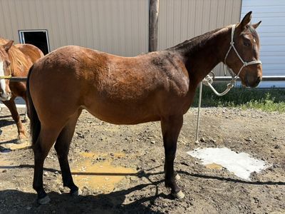 2 Year Old Bay Filly