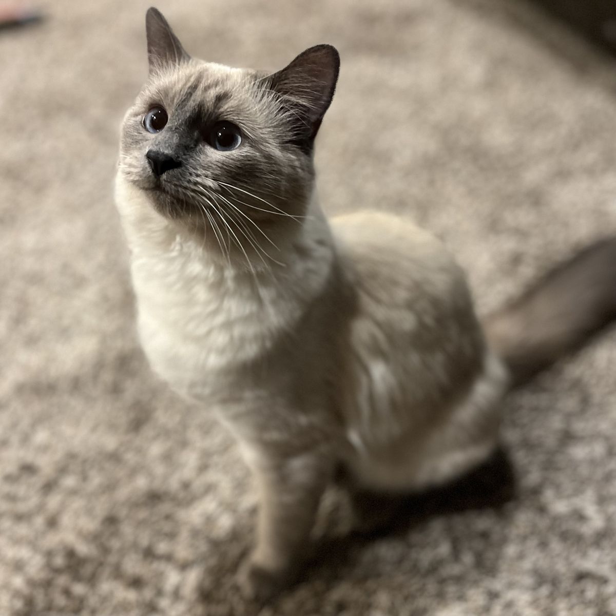 Super Cute and Cuddly Siamese Cats for Adoption