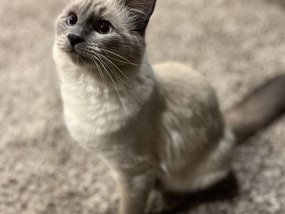 Super Cute and Cuddly Siamese Cats for Adoption