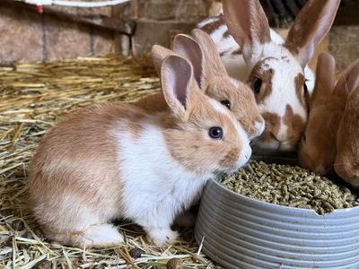 New Zealand Meat Rabbits and Breeders