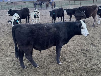 Black Angus Calf