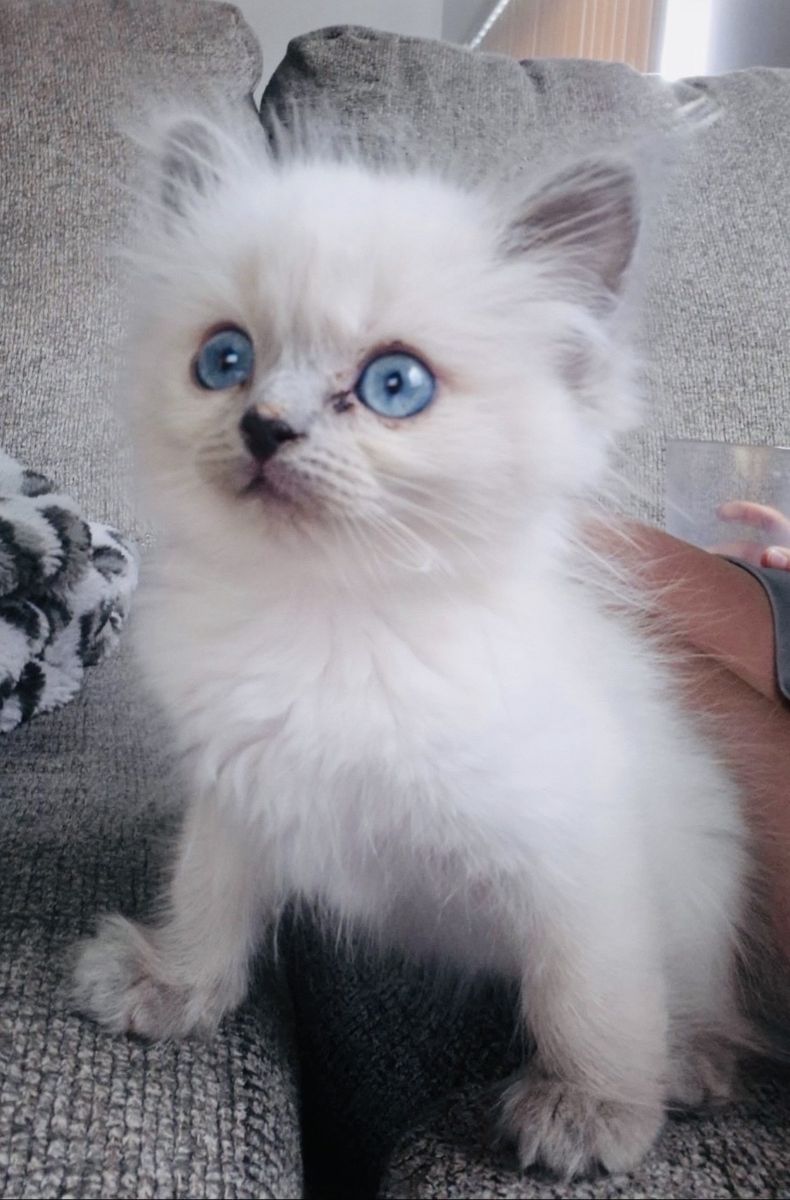 Bluepoint Ragdoll Kitten