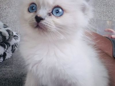 Bluepoint Ragdoll Kitten