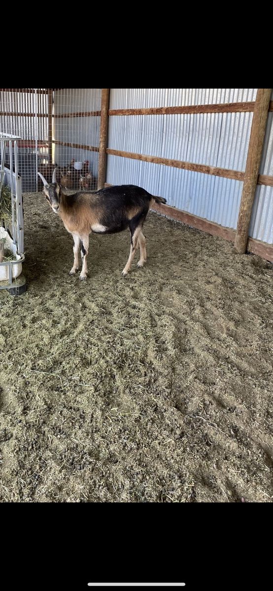 2 Purebred LaMancha Does