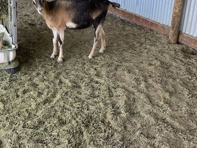 2 Purebred LaMancha Does