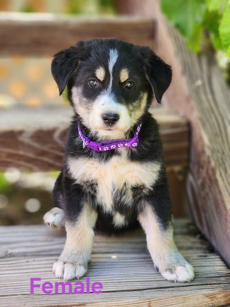 AKC Registered Golden Retriever/mix puppies
