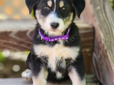 AKC Registered Golden Retriever/mix puppies