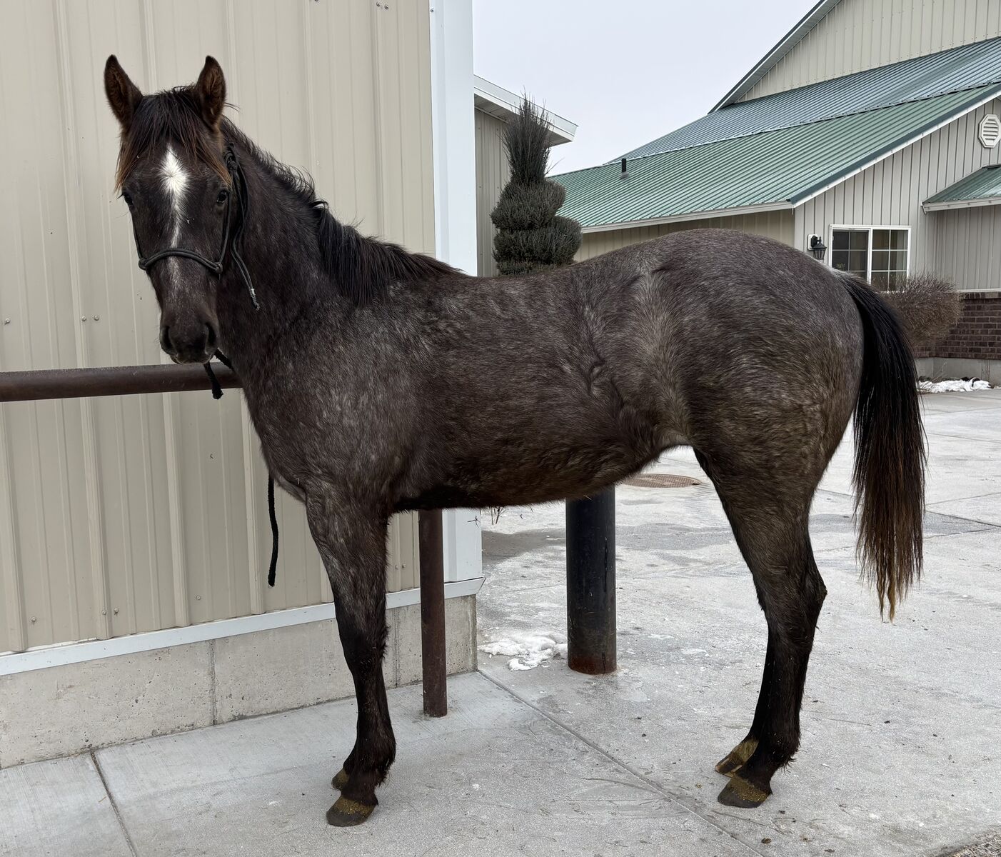 2024 Grey AQHA Gelded Colt "Louie"