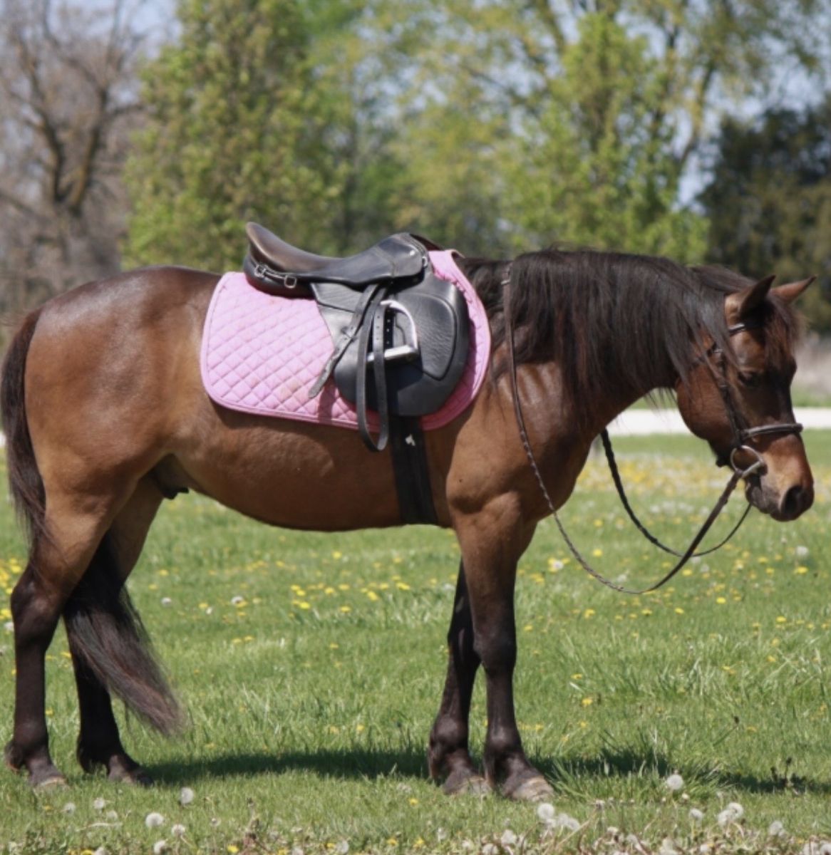 Perfect Kids Horse Pony Gelding