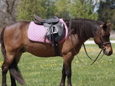 Perfect Kids Horse Pony Gelding