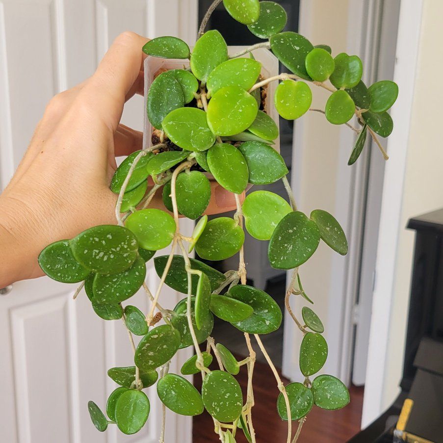 Hoya Mathilde Live Indoor Trailing Houseplant