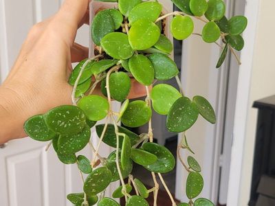 Hoya Mathilde Live Indoor Trailing Houseplant