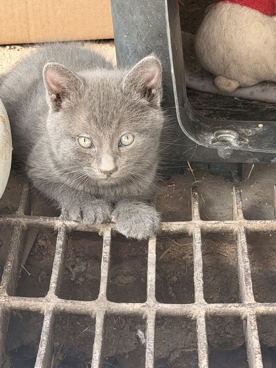 Kittens