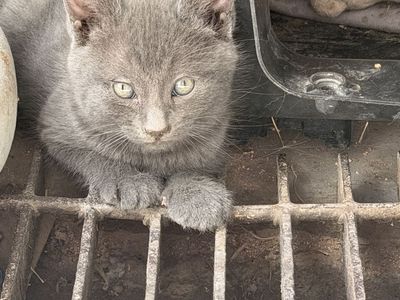 Kittens