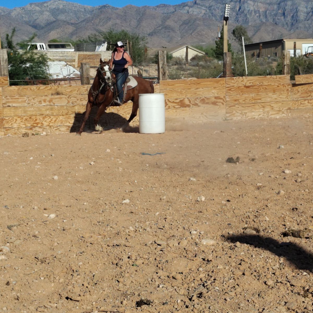 Qh gelding rodeo ranch trails