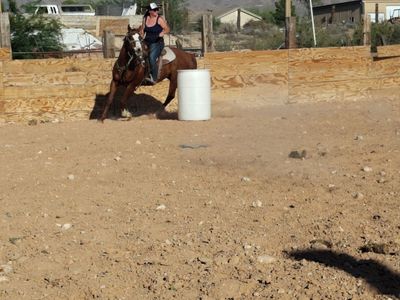 Qh gelding rodeo ranch trails