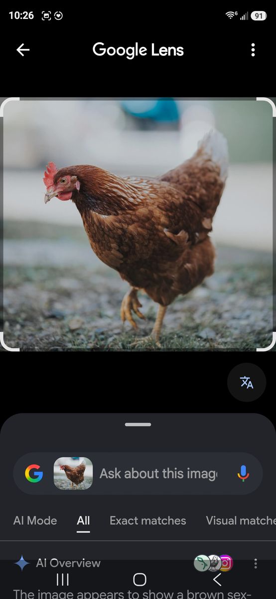 3 young Hens For Sale