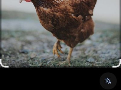 3 young Hens For Sale
