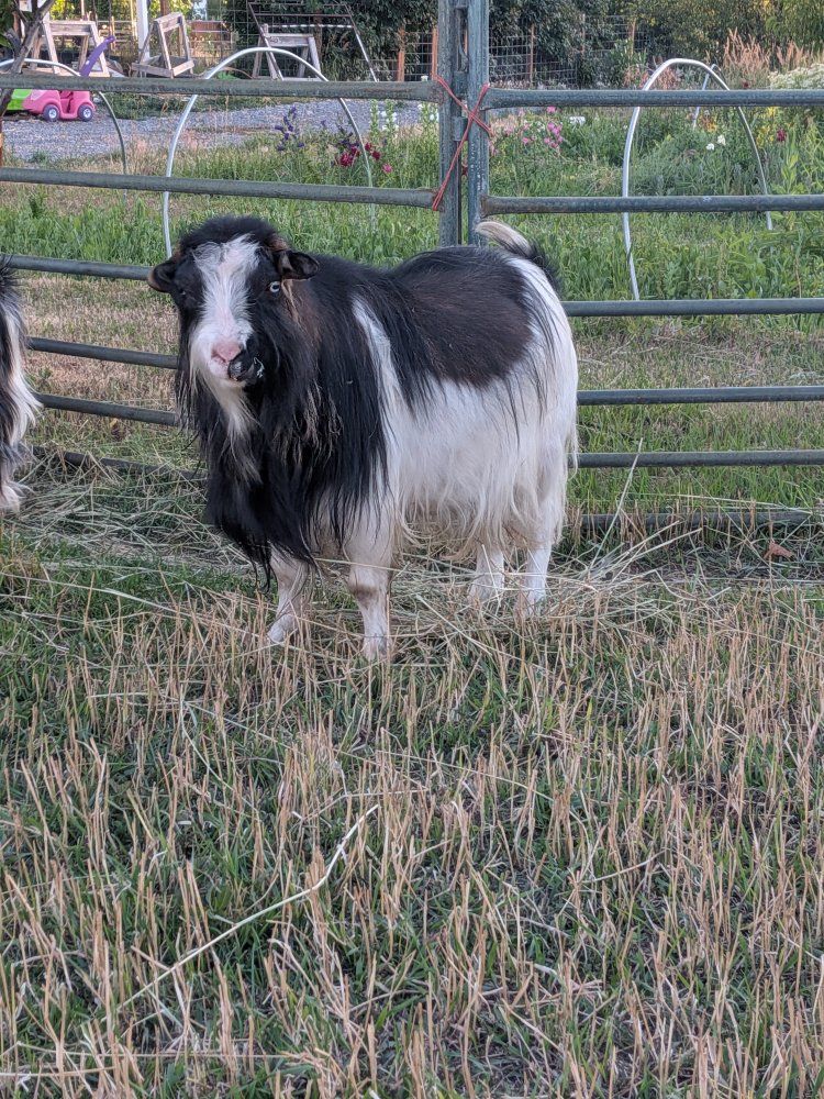 Fainting goat buck