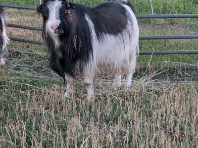 Fainting goat buck