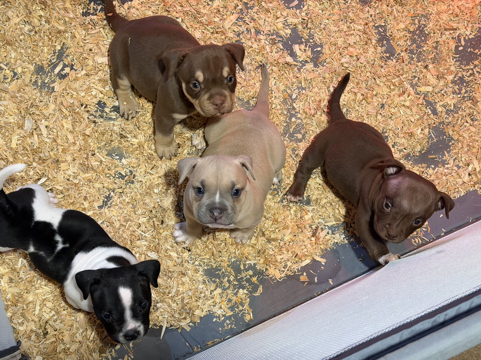 American Bully Puppies