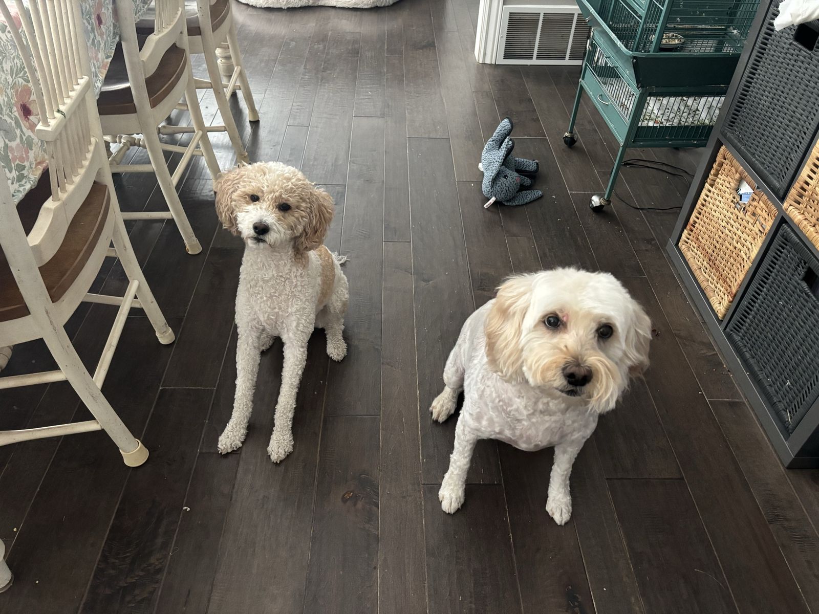 Two Adorable Dogs - AKC apricot parti miniature poodle and miniature Goldendoodle