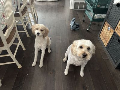 Two Adorable Dogs - AKC apricot parti miniature poodle and miniature Goldendoodle
