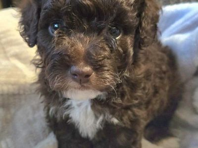 Chocolate Brown and white Cockapoo Puppy