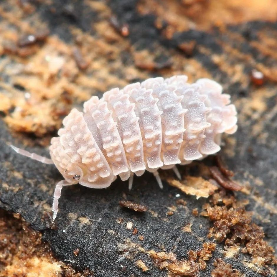Dwarf Gator Isopods